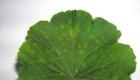 Pelargonium hastalandı: sevgili sardunyamızı teşhis ediyor, tedavi ediyor ve yeniden canlandırıyoruz Sardunyalarda neden büyük yeşil tırtıllar var?