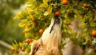 Köpeklerin hangi meyveleri yapabileceğini anlıyoruz: tamamlayıcı gıdaları tanıtmak için öneriler