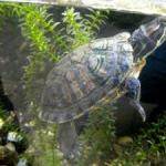 Kırmızı kulaklı kaplumbağa yemek yemiyor - nedenleri ve tedavisi